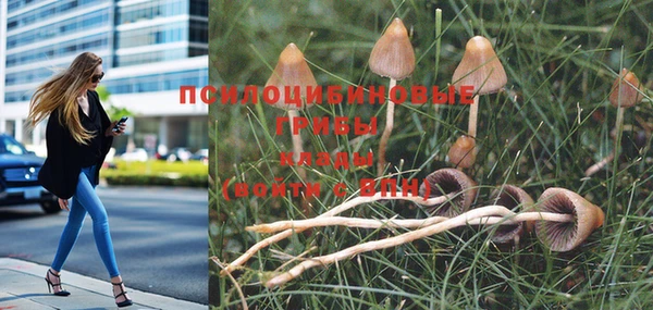 гашик Белокуриха